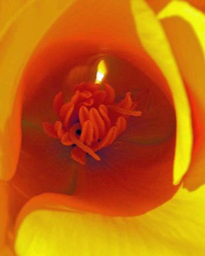 Poppy Passage
