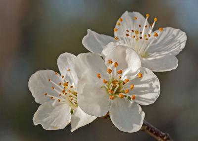 Three Cherry Blossoms